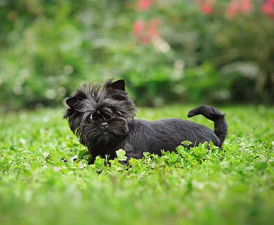 Affenpinscher Dog Breed Information and Pictures