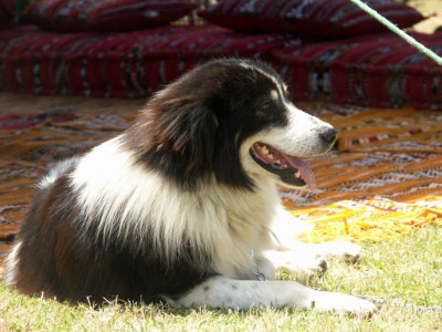 Aidi - Complete Breed Guide, Care, Adoption & Health Tips Information and Pictures