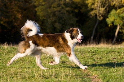 Aidi Dog Breed Information and Pictures
