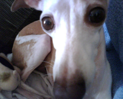 Illinois IGCA Rescue - Pet Shelter and Rescue in Batavia, Illinois