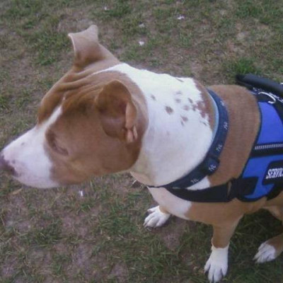 Helpingpaws22 - Pet Shelter and Rescue in Cape Coral, Florida