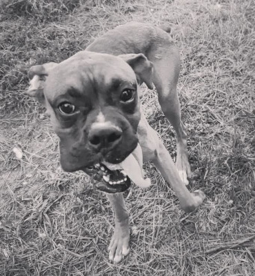 Southern Magnolia Boxer Rescue - Pet Shelter and Rescue in Amory, Mississippi