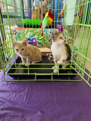 Billerica Cat Care Coalition - Pet Shelter and Rescue in Billerica, Massachusetts