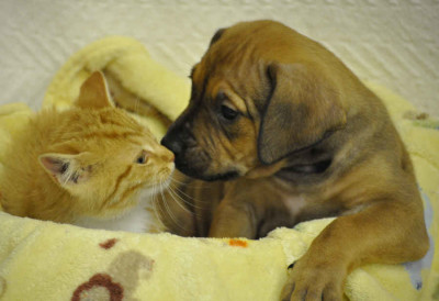 Berkeley County Humane Society - Pet Shelter and Rescue in Martinsburg, West Virginia