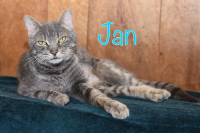 H.A.L.O. (Helping Animals Live Organization) - Pet Shelter and Rescue in Little Falls, New York