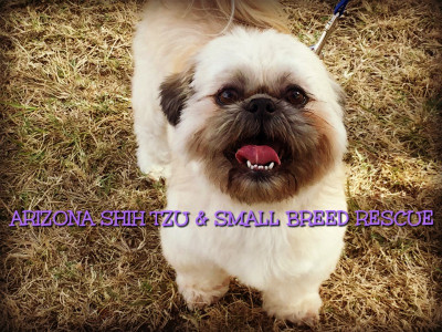 Arizona Shih Tzu And Small Breed Rescue - Pet Shelter and Rescue in Phoenix, Arizona