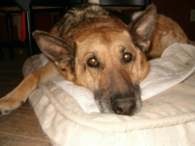 Underdog! Rescue - Pet Shelter and Rescue in Eureka, Montana