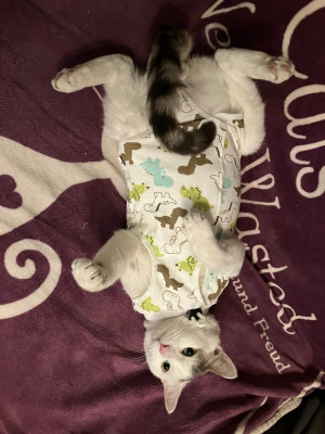 Jersey Tails - Pet Shelter and Rescue in Jersey City, New Jersey