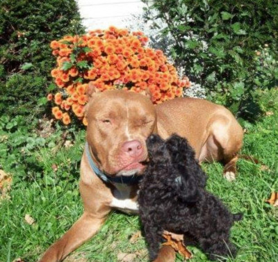 Pups And Stuff - Pet Shelter and Rescue in Staatsburg, New York