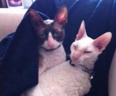 Cornish Rex Friends - Pet Shelter and Rescue in Glendale, California