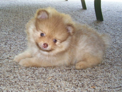 Tullahoma Small Breed Rescue - Pet Shelter and Rescue in Tullahoma, Tennessee