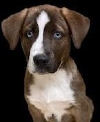 Okandogs - Pet Shelter and Rescue in Cashmere, Washington