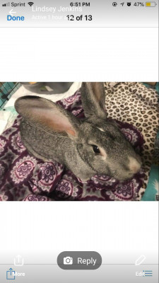 Arkansas Pet Rabbit Network - Pet Shelter and Rescue in Little Rock, Arkansas