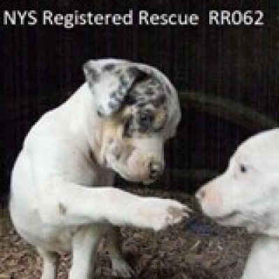 Southern Tier Animal Rescue  Inc ( S.T.A.R. ) - Pet Shelter and Rescue in Friendship, New York