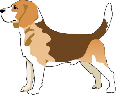 Tall Tails Beagle Rescue - Pet Shelter and Rescue in Mechanic Falls, Maine
