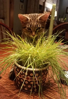 Community Spay-Neuter Clinic - Pet Shelter and Rescue in Topsham, Maine