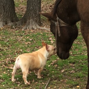 A Better Chance - Pet Shelter and Rescue