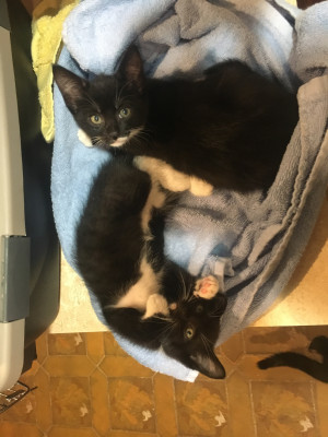 All Critters Rescue, Inc. - Pet Shelter and Rescue in Spotswood, New Jersey