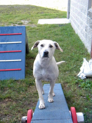 Austin Veterinary Outreach And Rescue Of NC - Pet Shelter and Rescue in Beaufort, North Carolina