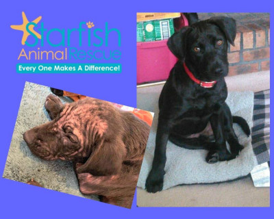 Starfish Animal Rescue - Pet Shelter and Rescue in Plainfield, Illinois