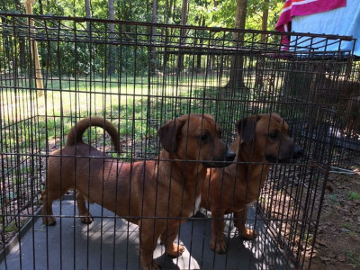 Florida Service Dogs, Inc. - Pet Shelter and Rescue in Jacksonville, Florida