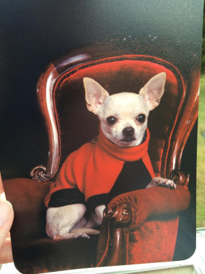 LYFdogs - Pet Shelter and Rescue in Oklahoma City, Oklahoma