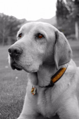 Utah Labrador And Newfoundland Rescue - Pet Shelter and Rescue in Syracuse, Utah