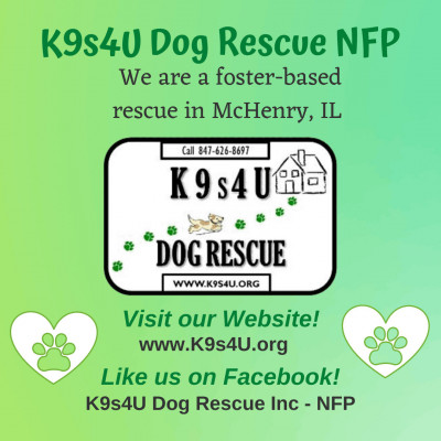 K9s4U Dog Rescue - Pet Shelter and Rescue in Holiday Hills, Illinois