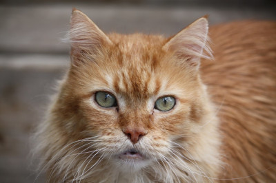 Second Chance Sheridan Cat Rescue - Pet Shelter and Rescue in Sheridan, Wyoming