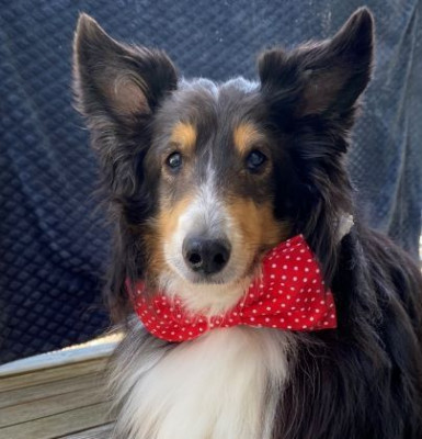 Maine Sheltie Rescue - Pet Shelter and Rescue in Portland, Maine