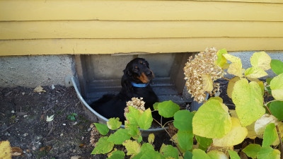 Gordon Setter Club Of America National Rescue - Pet Shelter and Rescue in DeKalb, Illinois