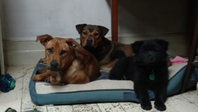 It Takes A Village Animal Rescue, Inc. - Pet Shelter and Rescue in Middletown, Delaware