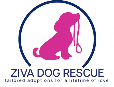 Ziva Dog Rescue - Pet Shelter and Rescue in Chatham, New Jersey