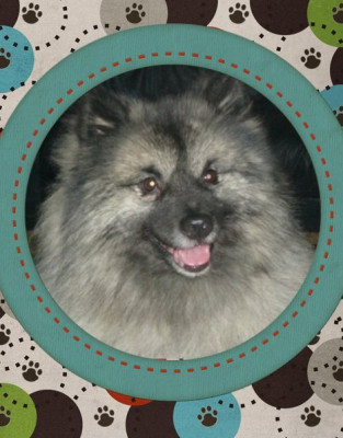 Turbo Kees Foundation - Pet Shelter and Rescue in Bull Valley, Illinois