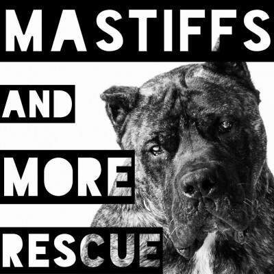 Mastiffs And More Rescue Tx - Pet Shelter and Rescue in Arlington, Texas