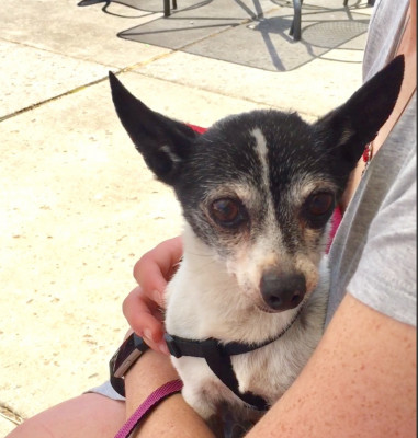 Loved Again Pets - Pet Shelter and Rescue in Florence, Oregon