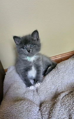 Feral Feline Project - Pet Shelter and Rescue in Wheeling, Illinois