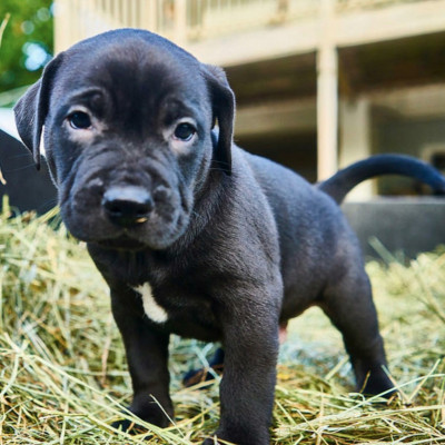 Fur And Tails Animal Rescue - Pet Shelter and Rescue in Miromar Lakes, Florida