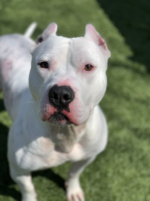 Bombshell Bullies Pit Bull Rescue - Pet Shelter and Rescue in Indian Creek, Illinois