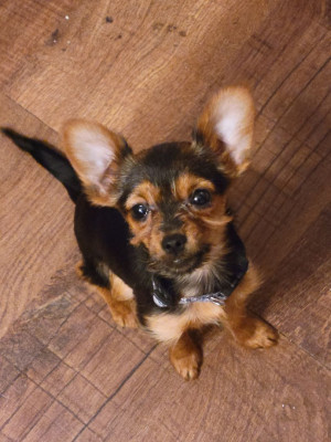 Hunters Dog Rescue - Pet Shelter and Rescue in CTY BY THE SE, Texas