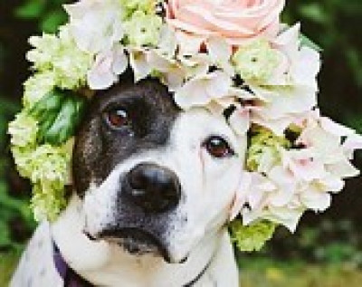 The Upper Paw Professional Dog Training And Rescue - Pet Shelter and Rescue in Brewster, New York