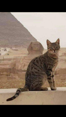 Nile Valley Egyptian Foundation - Pet Shelter and Rescue in Southington, Connecticut