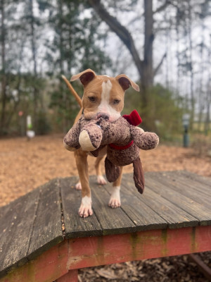 PAWS Atlanta - Pet Shelter and Rescue in Decatur, Georgia