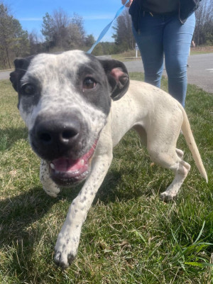 Pulaski County Animal Shelter - Pet Shelter and Rescue in Dublin, Virginia