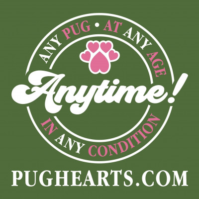 PugHearts The Houston Pug Rescue - Pet Shelter and Rescue in Alvin, Texas