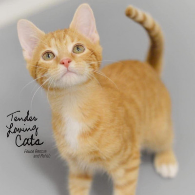 Tender Loving Cats, Inc - Pet Shelter and Rescue in North Babylon, New York