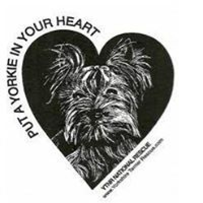 Yorkshire Terrier National Rescue Inc. - Pet Shelter and Rescue