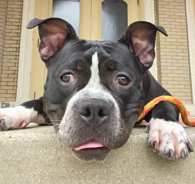 Pit Bulls Of St. Francis - Pet Shelter and Rescue in Kingsley, Kentucky