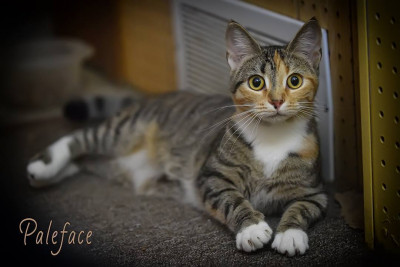 Animal Protection League - Pet Shelter and Rescue in Burlington, Iowa