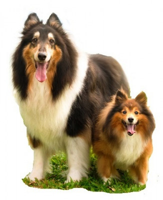 Sheltie Shack Rescue - Pet Shelter and Rescue in Shell Knob, Missouri